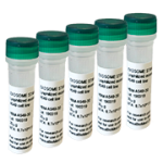 Lyophilized exosomes from BLCL, DAUDI and BPH cell culture supernatant Lyophilized exosomes from BLCL, DAUDI and BPH cell culture supernatant