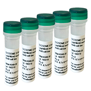 Lyophilized exosomes from BLCL, DAUDI and BPH cell culture supernatant